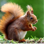 super squealing squirrels