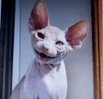 EHEHHEHEHEHHE