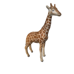 Giraffe In Back