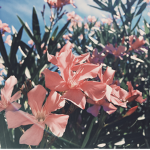 ᴀɴɴɪᴇ’s ᴄɪʀᴄᴜs