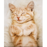 Kltty Kltty meow meow