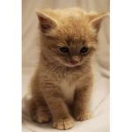 Yellow Kitties