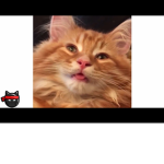 Cats group!!!!!!