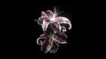 Not_hellen's official group