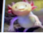 Axolotl Gang OP