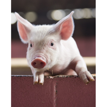 survive the pig the killer