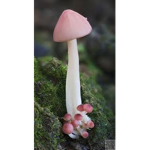 Deeee mushrooms