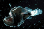 Fish fish Blub Blub
