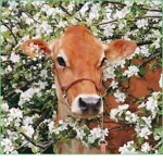 Cute Cow Crew