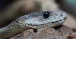 da snakey squad