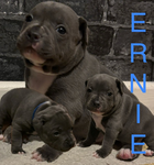 Ernie fan group
