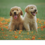 Doggy daydreams!!!