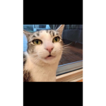 Tobyjill