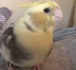 This cute bird
