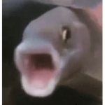 Ohayo !!