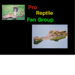 Pro Reptile Fan Group