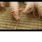 The Pigs Mafia