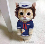 Cat ganglol