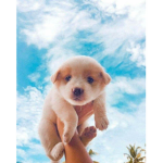 dogs_cute