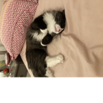 My little beatiful cats