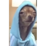 The doggy people123