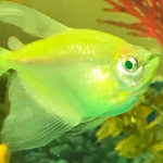 Fishie Fans