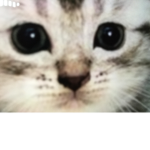 Cats charity
