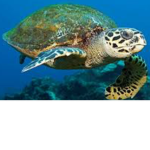 TURTLES FOR EVER!