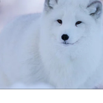 Who loves FOXES AND WOLFS