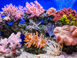 The Coral Reef Of The Sea