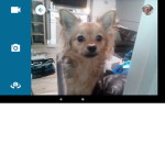 DOGES is the best to ever thing