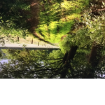 cool forest