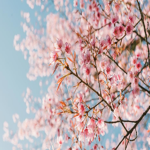 ～Aesthetic Blossom～