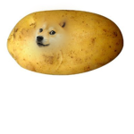 Potato Doge Team
