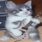 cat cry