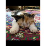 Kitty and puyyis