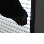 Parrot is cool