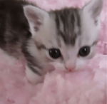 Kitten-cat -group