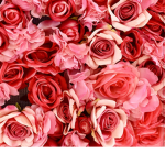 —roses—