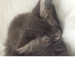 Kittens Rock club!