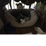 My cat Prince