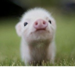 Pigs For Ever!