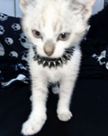 _Kitten_