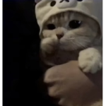Kitty’s clothing<3