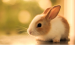 Bunny rabbits squad