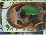 Sloths world