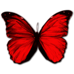 Carissa's butterflys