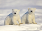 P0lar_Bears<3