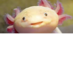 HI BOB YEET