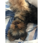 Miko the Doggo